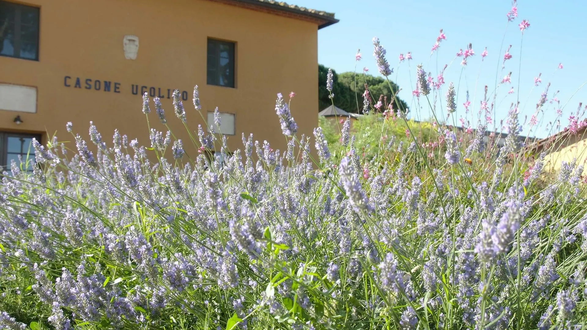 Country house Casone Ugolino Guest House Donoratico